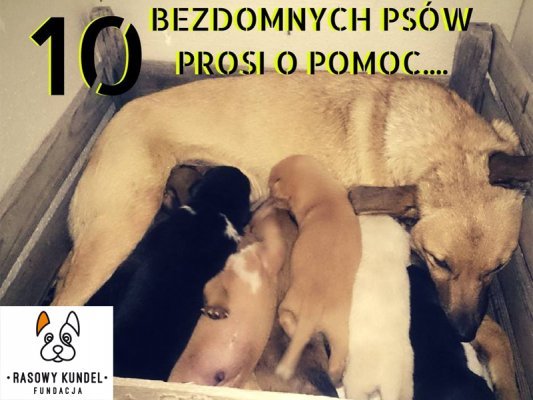 PILNE! Fundacja Rasowy kundel poszukuje domu dla piesków